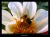 abeille-butinant