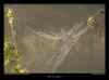 toile-d'araignee3
