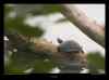 tortue