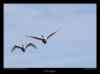 vol-de-cygnes