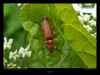 cantharis