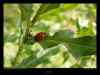 coccinelle