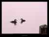 couple-de-grebe