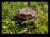 crapaud