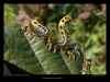 croesus-septentrionalis