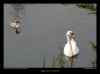 cygne-avec-jeune