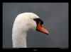 cygne