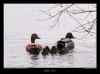famille-colvert