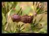 graphosoma-italicum