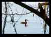 grebe