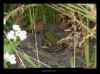 grenouille-verte