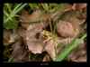 grenouille