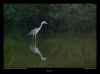heron