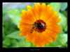 insectes-sur-fleur