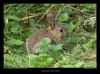 lapin-dans-les-orties