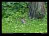lapin