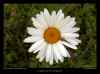 araignée-sur-une-marguerite