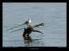 mouette-rieuse
