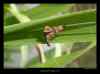 mystacide-longicornis