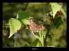 papillon-sur-feuille