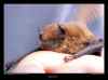 pipistrelle