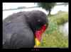 poule-deau