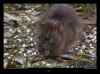 rat