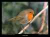 rouge-gorge