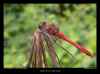 sympetrum-rouge-sang-pose