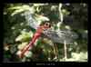 sympetrum-rouge-sang