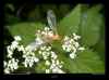 tipule