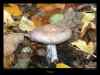 champignon