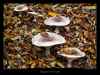 champignons-sur-lit-de-feui