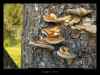 champignons-sur-un-tronc