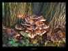 champignons