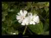 compagnon-blanc