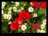 coquelicots-et-marguerites