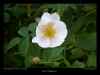 fleur-d'églantier