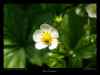 fleur-de-fraisier