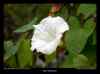 fleur-de-liseron