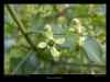 fleurs-de-fusain