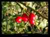 fruits-d'églantier