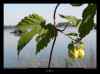 houblon
