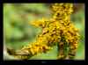 lichen