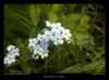 myosotis-bleu-et-blanc