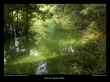 algue-verte
