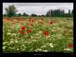 pature-aux-fleurs