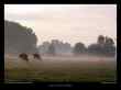 prairie-sous-le-brouillard