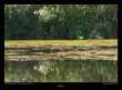 reflet