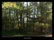 bois-de-robiniers